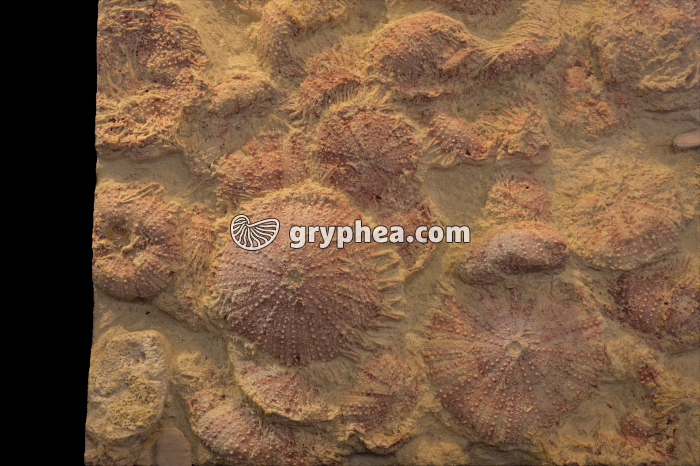 Oursins fossilisés (accumulation) - gryphea.org